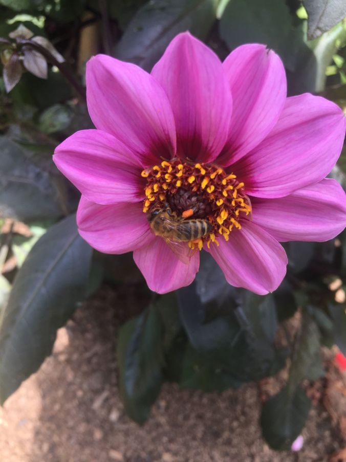 Bee on Dahlia Ballarat March 2020 rs